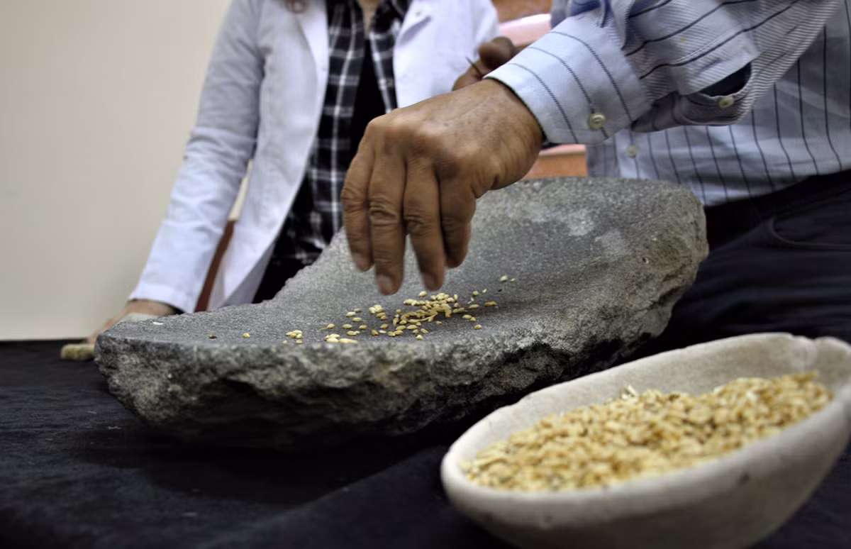 Lúa mì được nghiền nát và xay thành bột khi đá xay phía trên cọ xát với mảnh đá xay phía dưới, nhờ ma sát giữa hai mảnh đá. Ảnh: @Đại học Van Yüzüncü Yıl.