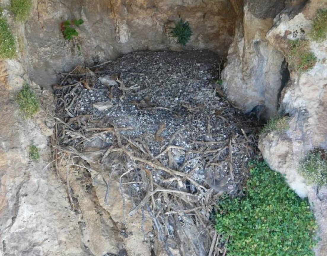 Đó là một chiếc tổ của loài chim kền kền có râu và tổ này được làm từ loại cỏ khô đan. Ảnh: @Viện Khảo Cổ Học Tây Ban Nha.