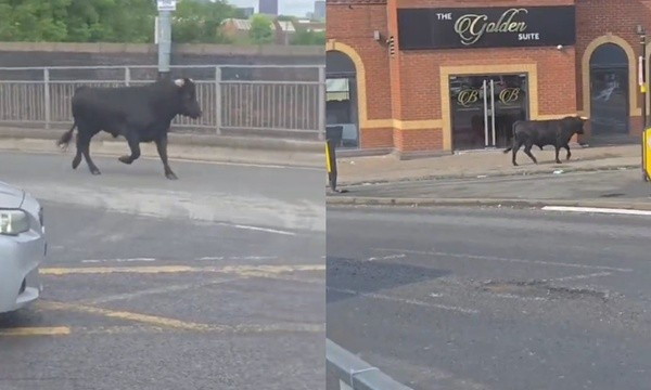 Câu chuyện về cuộc đào thoát đầy kịch tính của con bò đực đã kết thúc bằng một bến đỗ bình yên, nơi nó có thể an hưởng phần đời còn lại, tránh xa lưỡi hái tử thần.