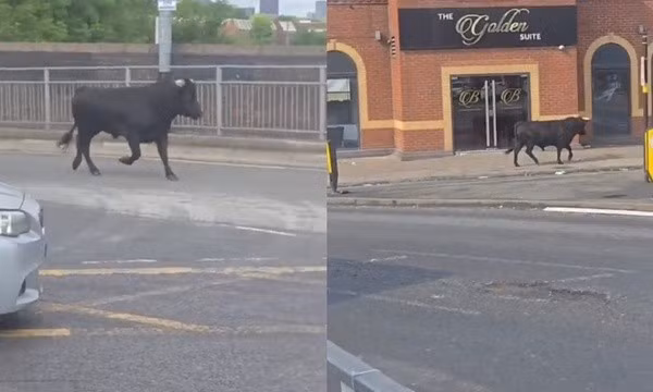 Câu chuyện về cuộc đào thoát đầy kịch tính của con bò đực đã kết thúc bằng một bến đỗ bình yên, nơi nó có thể an hưởng phần đời còn lại, tránh xa lưỡi hái tử thần.