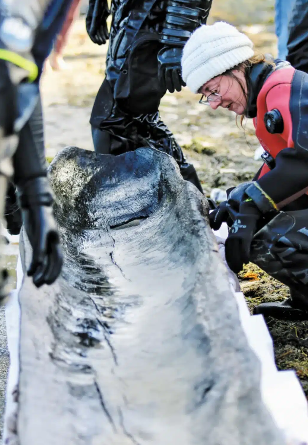 Không giống như các di vật bằng đá, các hiện vật bằng gỗ hiếm khi tồn tại lâu đến vậy, khiến kho hiện vật này trở thành một nguồn thông tin quý giá về cách cư dân thời kỳ đầu sử dụng các hồ làm đường giao thông. Ảnh: @Hiệp hội Lịch sử Wisconsin.