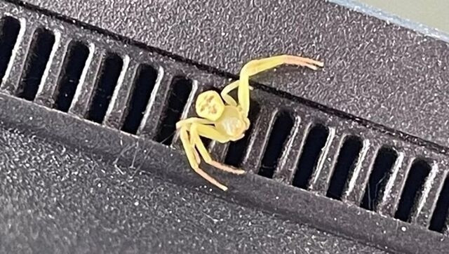 Thế giới tự nhiên luôn ẩn chứa những điều kỳ diệu và đôi khi, là những sự trùng hợp đến khó tin. Mới đây, cộng đồng mạng Thái Lan đã được một phen xôn xao trước hình ảnh của một sinh vật tám chân nhỏ bé, nhưng lại mang trên mình một khuôn mặt giống người với đầy đủ đường nét biểu cảm một cách đáng kinh ngạc. Bức ảnh không chỉ khơi dậy sự tò mò mà còn cả một chút sợ hãi mơ hồ, cho đến khi các nhà khoa học vào cuộc và đưa ra lời giải đáp.