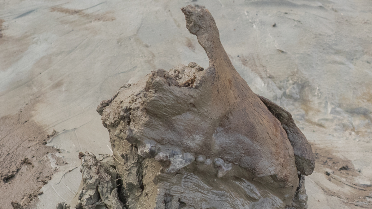 Việc tìm thấy bộ hài cốt hoàn chỉnh của chó từ Thời Kỳ Đồ Đá đã khá hiếm, nhưng việc phát hiện ra một con dao găm bằng xương đi kèm lại là điều càng độc nhất vô nhị hơn thế nữa. Ảnh: @Bảo Tàng Quốc Gia Thụy Điển.