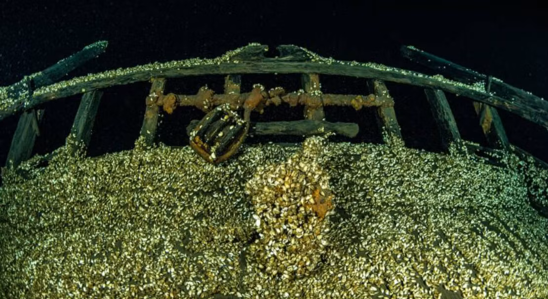 Hiện tại, con tàu bị bao phủ bởi loài trai quagga, một loài xâm lấn đang làm xói mòn các chi tiết gỗ tinh xảo của con tàu. Ảnh: @Hội đồng Khảo sát dưới nước Ontario.