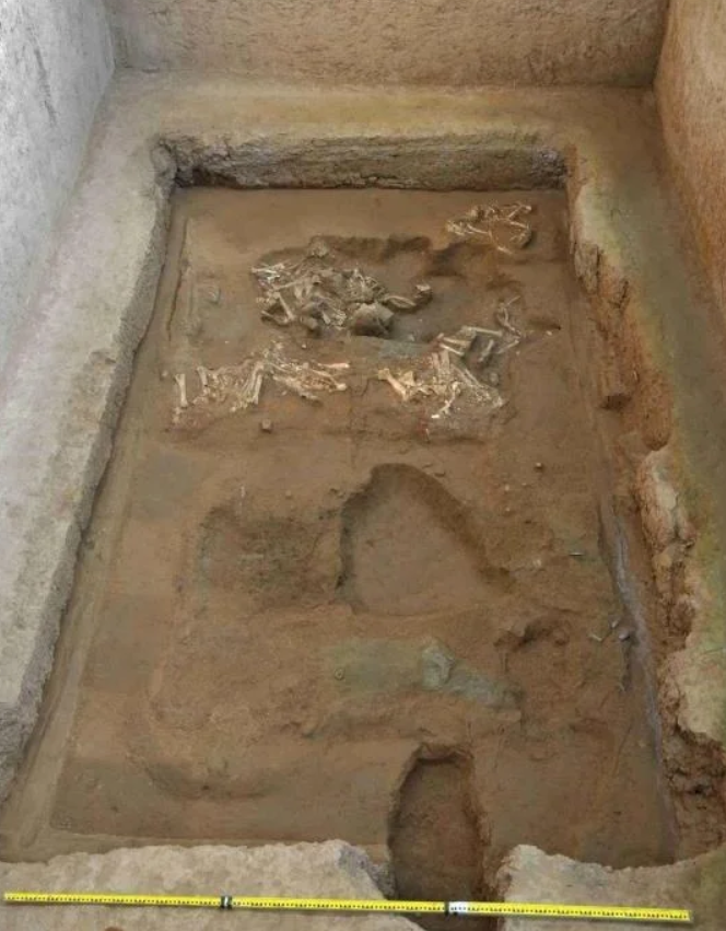 Một hàng gồm sáu bộ xương cừu này có đeo những phụ kiện dùng để kéo xe, vì vậy các nhà khảo cổ suy ra đây là vết tích của một cỗ xe do cừu kéo. Và những con cừu này cũng có thể là một phần của nghi lễ chôn cất cổ xưa. Ảnh: @ South China Morning Post.