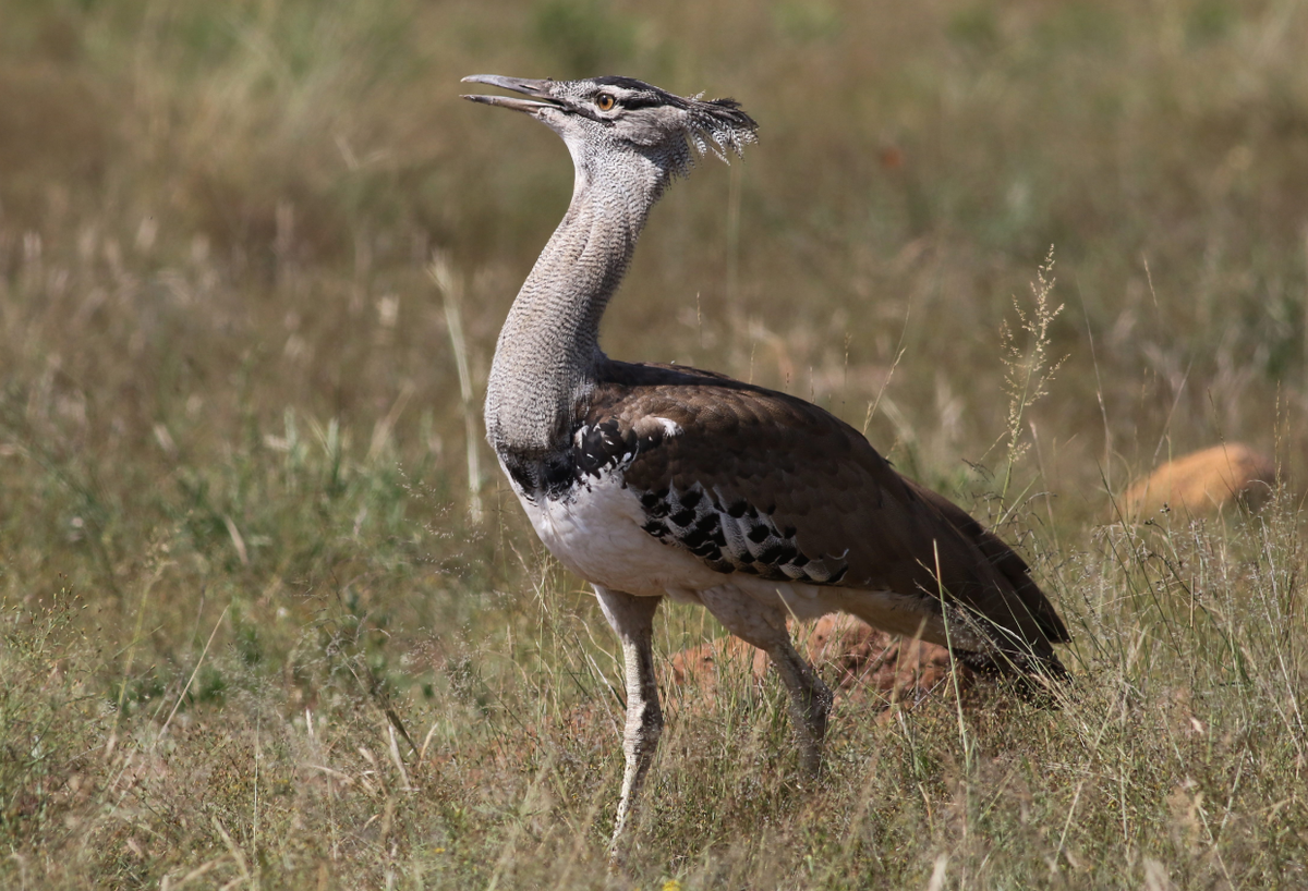 Tổ chức Liên minh Bảo tồn Thiên nhiên Quốc tế liệt kê chim ô tác Kori là loài “gần bị đe dọa”. Ảnh: @Wikimedia Commons.