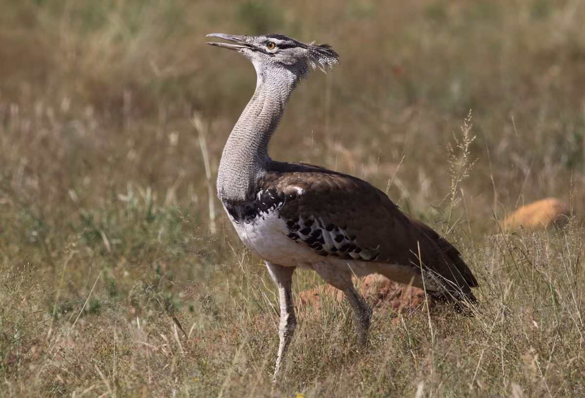 Tổ chức Liên minh Bảo tồn Thiên nhiên Quốc tế liệt kê chim ô tác Kori là loài “gần bị đe dọa”. Ảnh: @Wikimedia Commons.