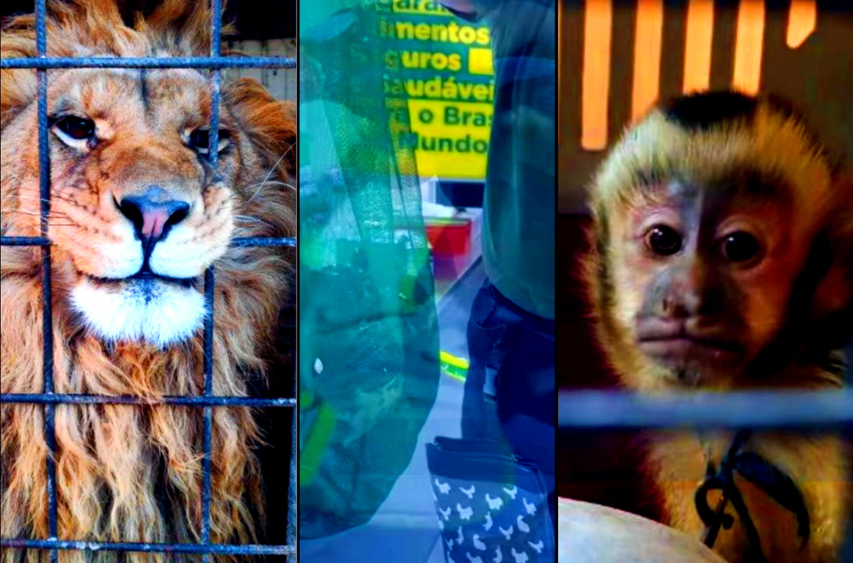 Chiến dịch này có tên là Thunder, quy tụ các quan chức cảnh sát, hải quan, nhân viên kiểm soát biên giới, lâm nghiệp và động vật hoang dã từ 138 quốc gia và khu vực, đánh dấu sự tham gia quy mô đông nhất, kể từ lần đầu tiên tổ chức chiến dịch này vào năm 2017. Ảnh: @gktoday.