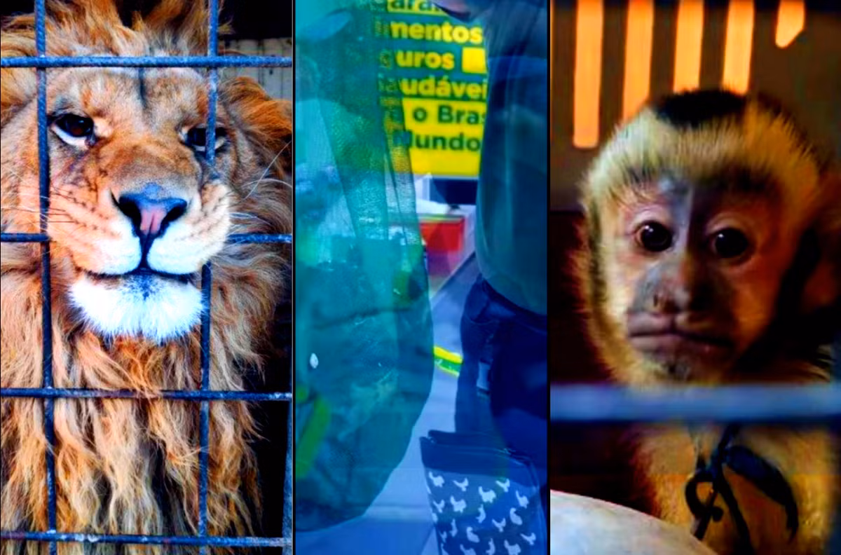 Chiến dịch này có tên là Thunder, quy tụ các quan chức cảnh sát, hải quan, nhân viên kiểm soát biên giới, lâm nghiệp và động vật hoang dã từ 138 quốc gia và khu vực, đánh dấu sự tham gia quy mô đông nhất, kể từ lần đầu tiên tổ chức chiến dịch này vào năm 2017. Ảnh: @gktoday.