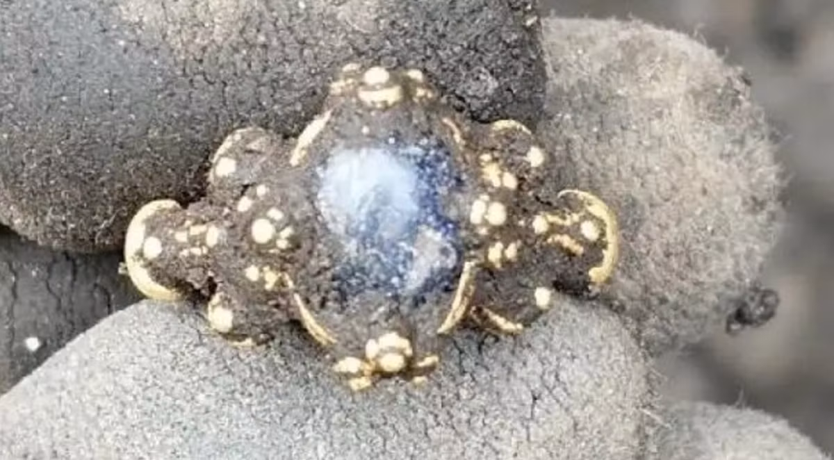 Ngay cái nhìn đầu tiên, chiếc nhẫn vàng gây ấn tượng nhờ họa tiết trang trí tinh xảo và một viên đá ngọc bích hình bầu dục màu xanh lam ở giữa. Ảnh: @Viện Nghiên cứu Di sản Văn hóa Na Uy.