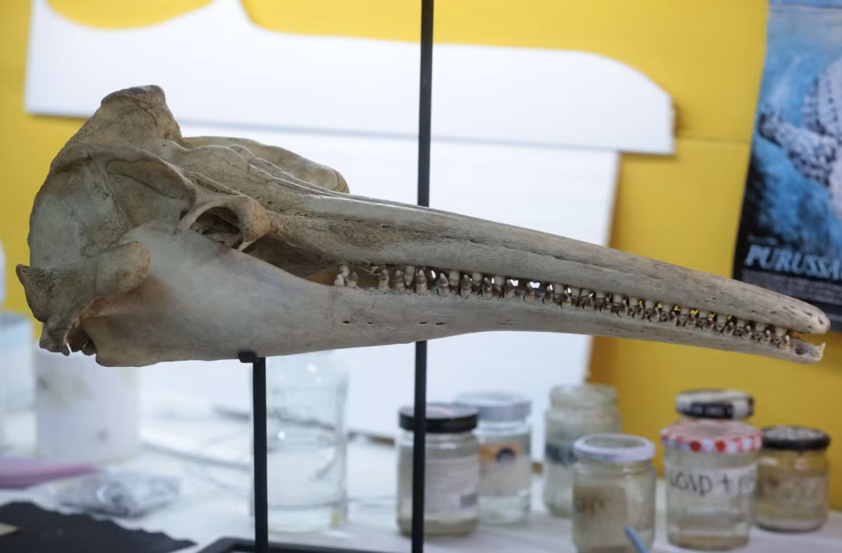 Tiến sĩ Aldo Benites-Palomino cho biết thêm: "Hơn 16 triệu năm trước, rừng Amazon của Peru trông rất khác so với ngày nay. Lúc đó, phần lớn rừng Amazon được bao phủ bởi một hệ thống hồ và đầm lầy rộng lớn gọi là Pebas, bao gồm các hệ sinh thái dưới nước, bán dưới nước và trên cạn (đầm lầy, đồng bằng ngập lụt...) và trải dài trên những vùng đất ngày nay là Colombia, Ecuador, Bolivia, Peru và Brazil”. Ảnh: @Getty.