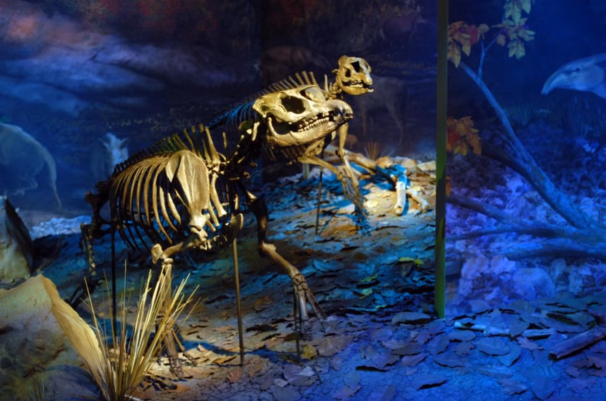 Tại đây, các nhà khảo cổ đã tìm thấy hóa thạch của các loài gấu trúc đỏ, tê giác, rùa ao, lợn vòi lớn nhất thế giới và cây hồ đào tiền sử. Ảnh: @ Gray Fossil Site.