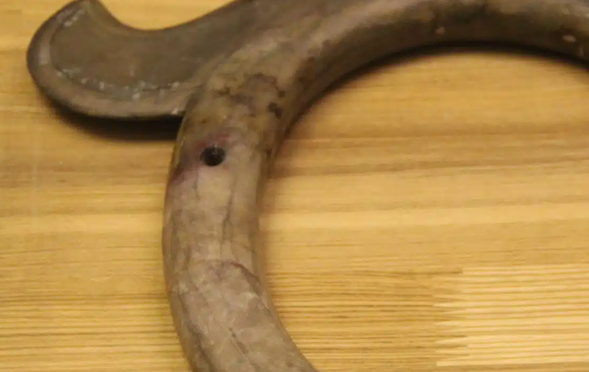 Các hiện vật bằng ngọc bích được tìm thấy đang giúp lấp đầy những khoảng trống quan trọng trong kiến ​​thức của chúng ta về cách nền văn minh cổ đại này sử dụng ngọc bích. Ảnh: @Sun Jinsong.