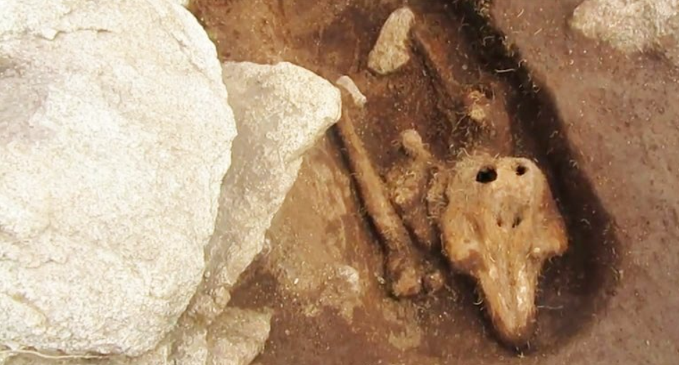 Đến hiện tại, các nhà khảo cổ học vẫn chưa thể xác định được lý do tại sao một con cá heo lại được chôn cất chỉnh tề, tươm tất trong ngôi mộ cổ như thế này. Ảnh: @Bảo tàng Quốc gia Anh.