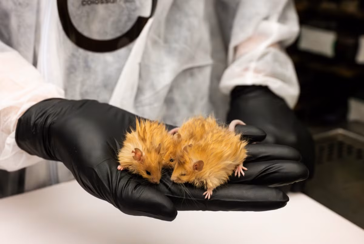 Nhìn chung, cơ bản loài gặm nhấm biến đổi gen này sở hữu một số đặc điểm giống voi ma mút, mỗi con có vẻ ngoài hơi khác nhau, nhưng chúng phản ánh những đặc điểm mà các nhà khoa học đã dự đoán trước và mong muốn sẽ nhìn thấy. Ảnh: @Colossal Biosciences.