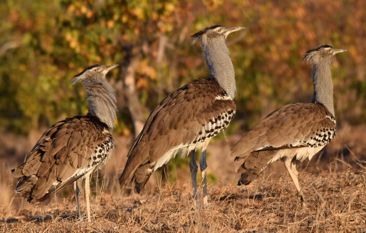 Mặc dù chúng biết bay, nhưng loài chim này hiếm khi bay lên không trung, vì chúng thích đi bộ nhanh trên mặt đất trong khi kiếm ăn theo từng nhóm nhỏ hoặc đơn lẻ. Ảnh: @iNaturalist.