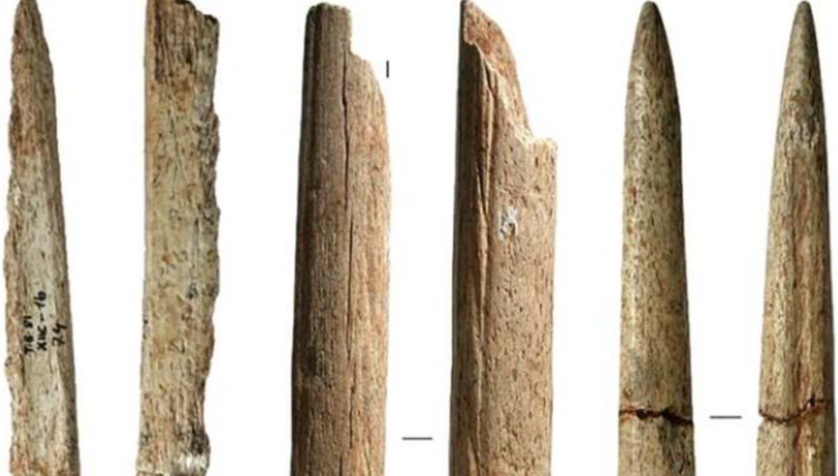 Phương pháp định tuổi bằng đồng vị carbon phóng xạ cho thấy, những công cụ bằng xương cá voi thời tiền sử này có niên đại từ 14.000 đến 20.000 năm trước, điều này khiến chúng trở thành "bằng chứng lâu đời nhất về việc chế tác xương cá voi theo hiểu biết của chúng ta". Ảnh: @Jean-Marc Pétillon.