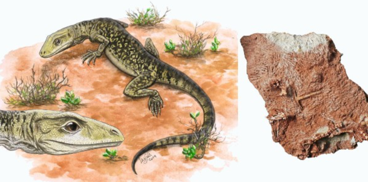 Theo Tiến sĩ David Whiteside, tác giả chính của nghiên cứu này cho biết, ban đầu vào năm 2022, loài bò sát nhỏ được tìm thấy từ một mỏ đá của Anh, nó được đặt tên là Cryptovaranoides microlanius. Ảnh: @David Whiteside.