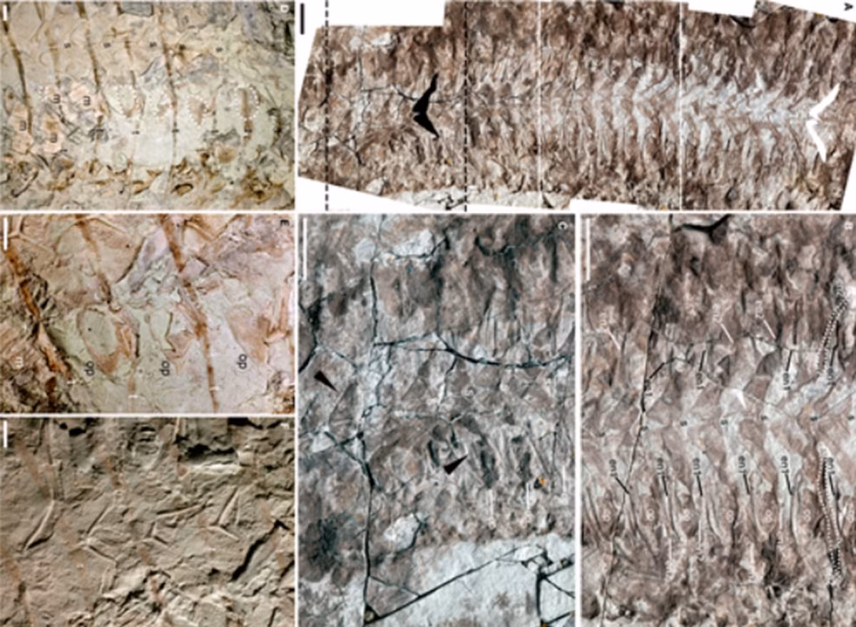 Sarah Gabbott cho rằng, sự bảo quản mô mềm phi thường trong hóa thạch của Keurbos susanae là nhờ sự kết hợp đặc biệt của các yếu tố hóa học trong trầm tích. Môi trường không chỉ nghèo oxy mà còn giàu hydro sunfua, một hợp chất độc hại. Những điều kiện như vậy rất có thể đã giúp bảo quản được các cấu trúc bên trong mỏng manh của hóa thạch, nhưng lại khiến các đặc điểm bên ngoài như đầu, mai bị phân hủy nhanh hơn. Ảnh: @Đại học Leicester.