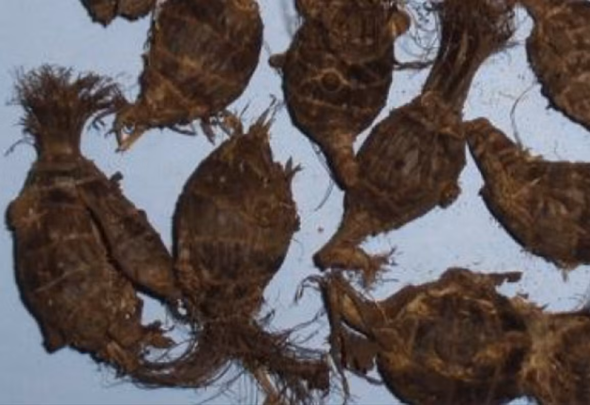 Đây là bằng chứng khảo cổ học trực tiếp đầu tiên cho thấy Người bản địa Katzie thời kỳ Holocene ở bờ biển tây bắc Canada đã biết trồng trọt cũng như săn bắt và hái lượm. Ảnh: @Đại học Simon Fraser.