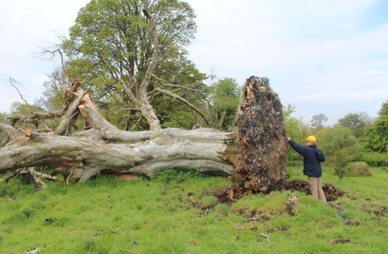 Bởi vì dưới gốc cây bị bật gốc do bão, nhóm chuyên gia đã khai quật được nhiều vật thể cổ xưa độc lạ. Ảnh: @Swissinfo.