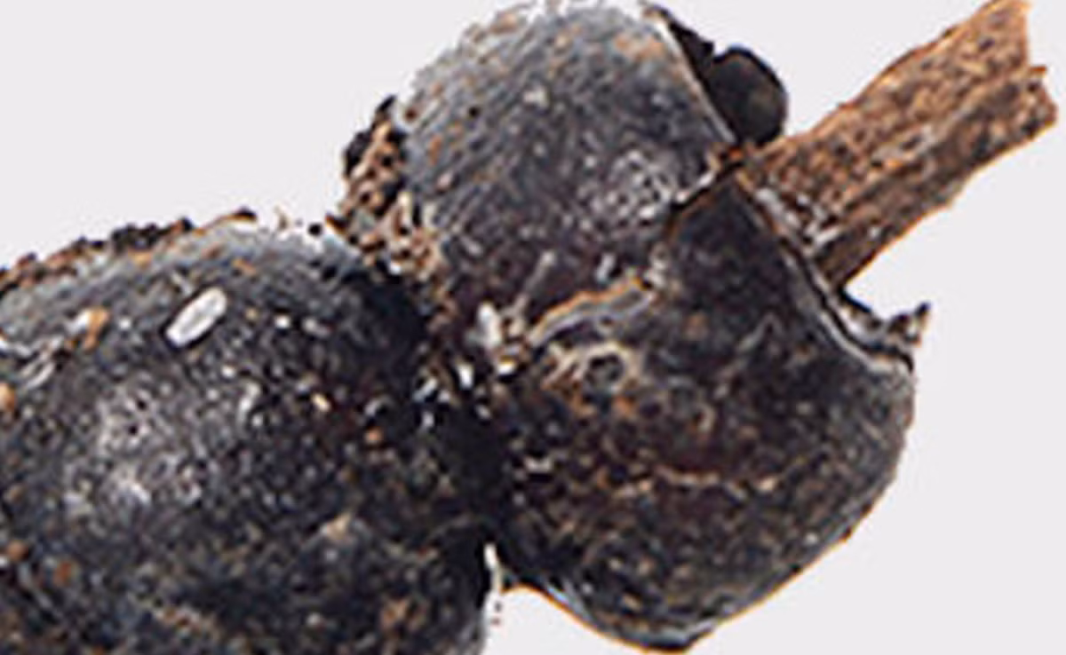 Rõ ràng là người xưa đã dành rất nhiều công sức để tạo ra dị vật độc đáo này. Ảnh: @Bảo Tàng Quốc Gia Ba Lan.