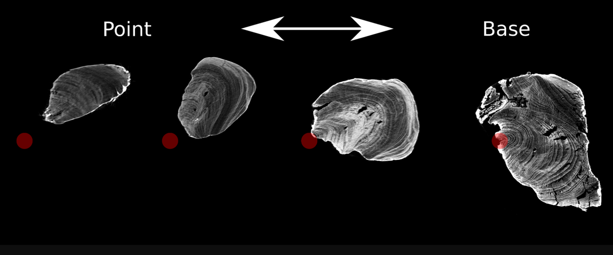Phân tích bằng chụp cắt lớp vi tính (Micro-CT) và kiểm tra kỹ lưỡng bề mặt công cụ cho thấy, chúng được làm từ thân cây tùng đã được cắt dọc thành hai nửa. Một trong hai nửa này đã được cạo bằng công cụ đá, sau đó được xử lý bằng lửa để làm cứng và tạo hình dạng nhọn, giúp việc cạo dễ dàng hơn. Ảnh: @Bảo tàng Quốc gia Tây Ban Nha.
