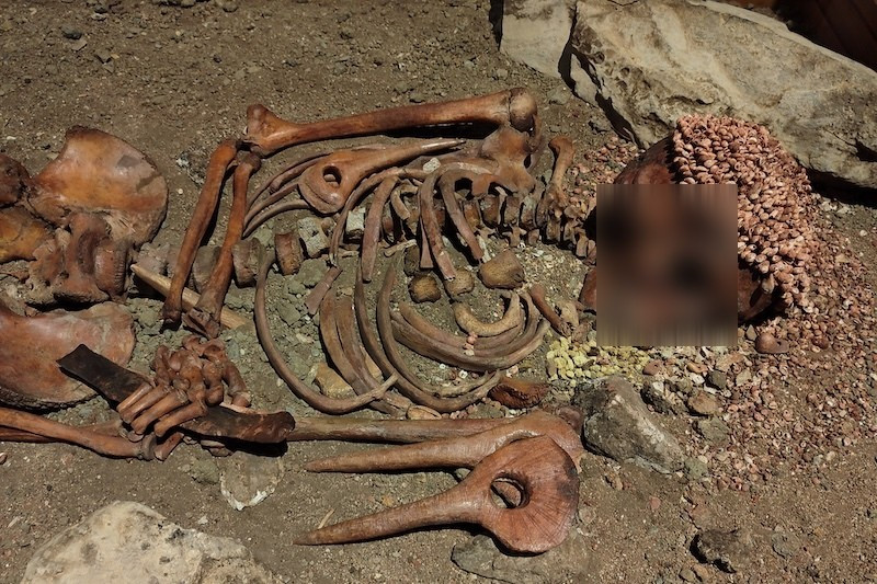 Bên cạnh bộ xương bị vỡ vụn, người ta còn tìm thấy hàng trăm vỏ sò bị đục lỗ, sừng được chạm khắc, vòng cổ làm bằng ngà voi ma mút và một con dao bằng đá lửa, tất cả đồ tùy táng này được cho là biểu tượng của hoàng tộc. Ảnh: @Đại học Anadolu.