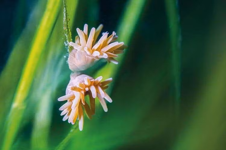Những loài thụ phấn nhỏ bé này thường ghé qua cây cỏ biển để ăn một số phấn hoa ngon và bổ dưỡng của hoa cỏ biển, nhưng khi chúng vùng vẫy để tìm một cây khác, vô tình chúng tạo nên hiện tượng thụ phấn. Ảnh: @DIVE Magazine.