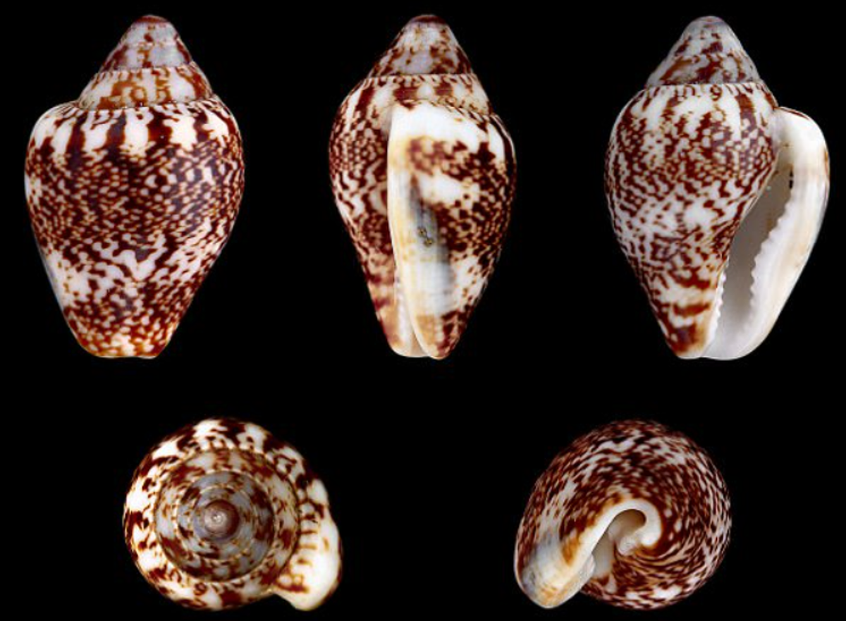 Kết quả cho thấy chiếc áo được thêu tinh xảo bằng cách sử dụng 158 vỏ sò Columbella rustica màu đỏ và 16 răng nanh hươu đỏ. Ảnh: @Đại học Bordeaux Montaigne.