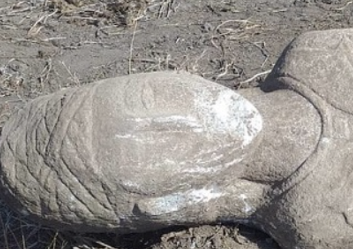 Điển hình là có một số hình vẽ trên mũ đội đầu của bức tượng. Ảnh: @Erkin Turbayev.