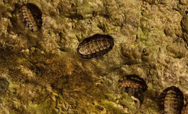 Mặc dù nhỏ bé và thô sơ, những con mắt nhỏ ocelli này được cho là có khả năng nhìn thực sự, có thể phân biệt hình dạng cũng như ánh sáng. Đôi mắt này gửi thông tin thị giác đến một cấu trúc thần kinh hình vòng bao quanh toàn bộ cơ thể để xử lý. Ảnh: @Science Photo Library.