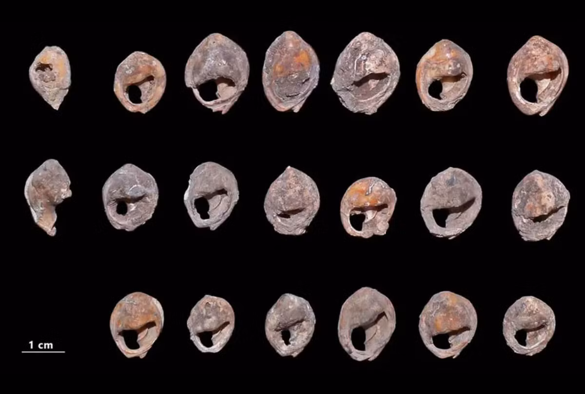 Tại đây, các chuyên gia đã phát hiện hàng chục vỏ sò Littorina obtusata đục lỗ, một số chưa được chế tác và một số khác cho thấy dấu vết của sắc tố và vết thủng. Việc không có dấu vết mài mòn trên một số lỗ thủng, cùng với sự hiện diện của các vỏ sò chưa được đục lỗ, cho thấy đây không chỉ đơn thuần là một bộ sưu tập đồ trang sức, mà đúng hơn là một xưởng chế tác trang sức vỏ sò thực sự. Ảnh: @Đại học Toulouse 2.