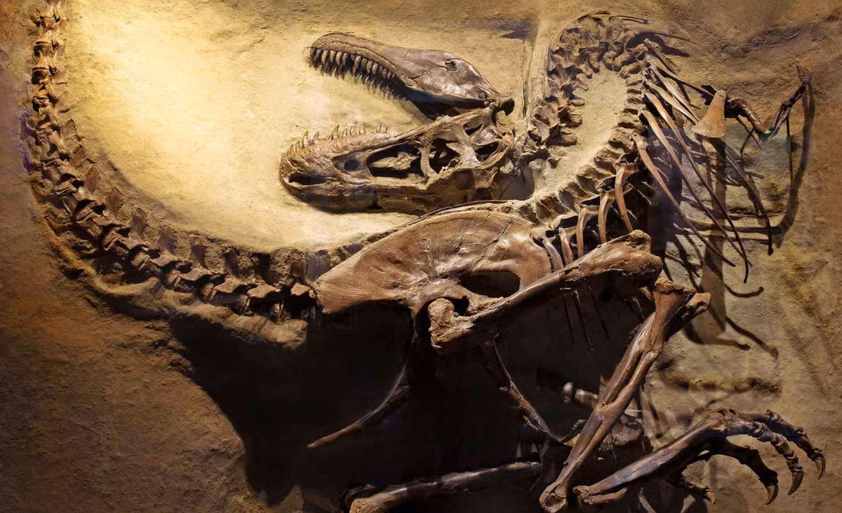 Từ trước đến nay, việc hiểu về chuỗi thức ăn trong các hệ sinh thái cổ đại là một trong những mục tiêu của ngành cổ sinh thái học. Bằng chứng trực tiếp cho những tương tác này rất hiếm, bao gồm các hóa thạch có chứa thức ăn trong dạ dày và vết cắn/ dấu răng…Ảnh: @ IUGS-Geoheritage.