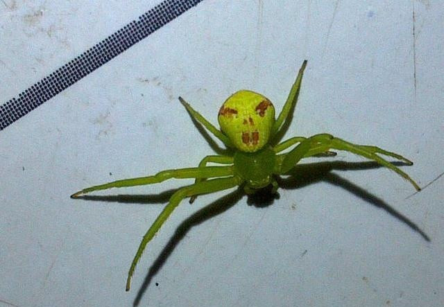 Mặc dù có ngoại hình có thể gây bất ngờ, các nhà khoa học khẳng định rằng nhện cua hoàn toàn vô hại đối với con người. Nọc độc của chúng chỉ đủ để hạ gục những con côn trùng nhỏ và không gây ra bất kỳ nguy hiểm nào cho chúng ta. Vậy tại sao chúng ta lại có thể nhìn thấy một khuôn mặt người rõ nét đến vậy trên lưng của một con nhện? Câu trả lời không nằm ở con nhện, mà nằm ở chính bộ não của chúng ta. Hiện tượng tâm lý này có tên là Pareidolia.