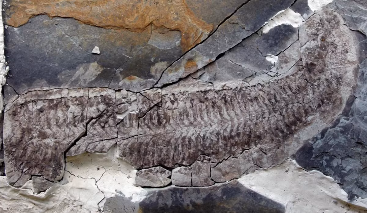 Giáo sư Sarah Gabbott, tác giả chính của nghiên cứu này cho biết: "Keurbos susanae là một sinh vật chân đốt cổ đại kỳ lạ, điều đáng ngạc nhiên là bên trong cơ thể hóa thạch của nó giống như một viên nang thời gian dù bị khoáng hóa, nhưng các phần như cơ, gân và thậm chí cả ruột đều được bảo quản tốt ở mức độ chi tiết không thể tưởng tượng được”. Ảnh: @Đại học Leicester.