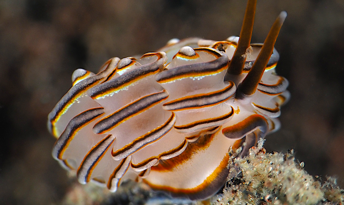 Chúng được biết đến với màu sắc rực rỡ và vẻ ngoài đa dạng, thể hiện những đặc điểm độc đáo, giúp phân biệt nó với các loài khác trong cùng phân họ. Ảnh: @reefguide.