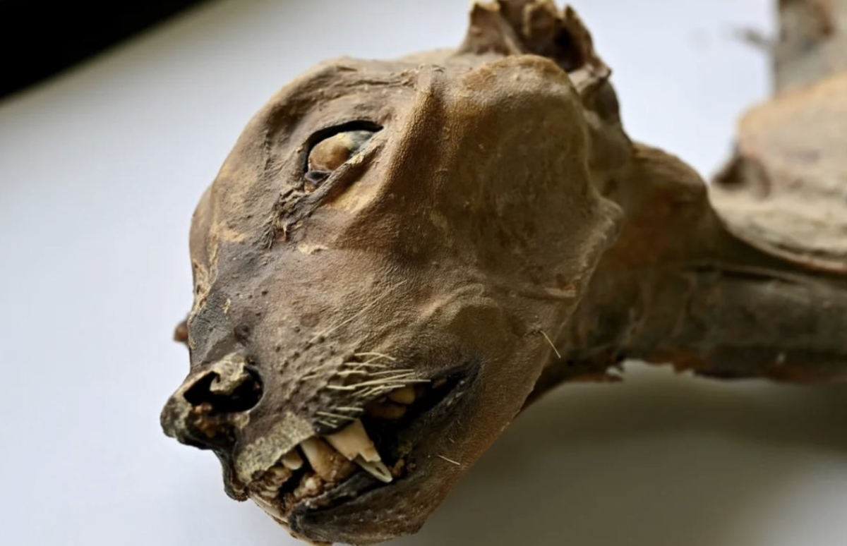 Các nhà nghiên cứu cho rằng, môi trường hang động khô ráo, ổn định có thể đóng vai trò quan trọng trong việc ngăn ngừa sự phân hủy, giúp các thi thể ướp xác được bảo quản càng nguyên vẹn hơn qua nhiều thế kỷ. Ảnh: @Đại học Florence.