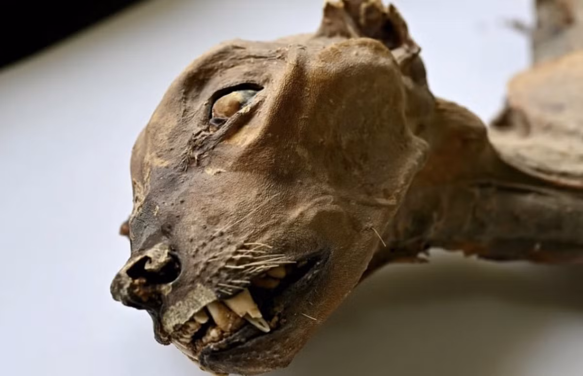 Các nhà nghiên cứu cho rằng, môi trường hang động khô ráo, ổn định có thể đóng vai trò quan trọng trong việc ngăn ngừa sự phân hủy, giúp các thi thể ướp xác được bảo quản càng nguyên vẹn hơn qua nhiều thế kỷ. Ảnh: @Đại học Florence.