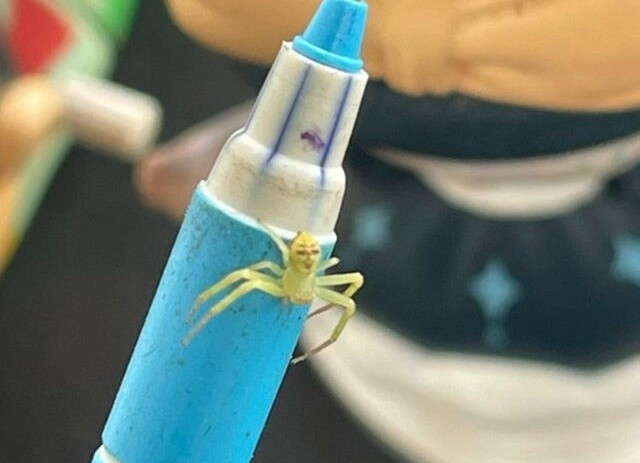 Với mong muốn tìm hiểu danh tính của "vị khách" đặc biệt này, anh đã đăng bức ảnh lên một nhóm cộng đồng và đặt một câu hỏi đơn giản: "Đây là loài nhện gì?". Ngay lập tức, bài đăng đã trở thành một hiện tượng. Hàng ngàn lượt bình luận và chia sẻ đã đổ về, người thì kinh ngạc, người thì sợ hãi, và không ít người đã đặt cho nó cái tên "nhện mặt người".