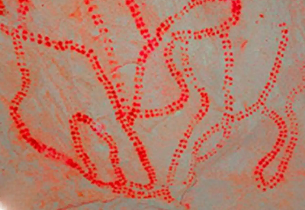 Chúng có niên đại hơn 64.000 năm tuổi. Ảnh: @Guadalupe Monge.