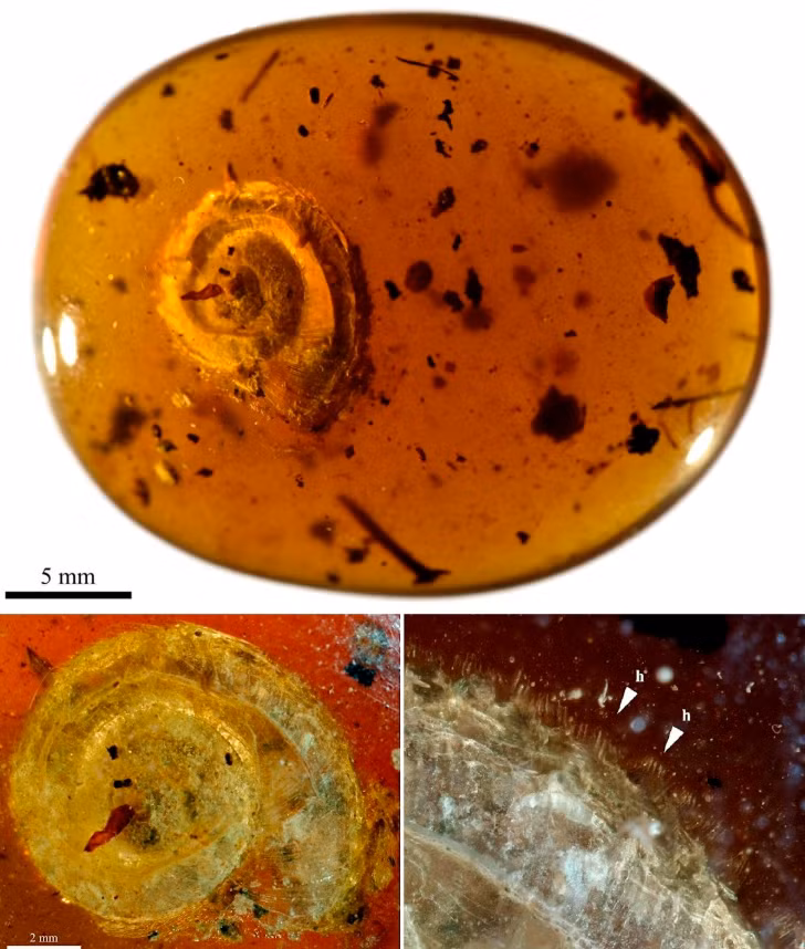 Loài động vật thân mềm có lông này được đặt tên là Archaeocyclotus brevivillosus, bắt nguồn từ tiếng Latin "brevis" có nghĩa là nhỏ và "villōsus" có nghĩa là có lông. Ảnh: @Senckenberg.
