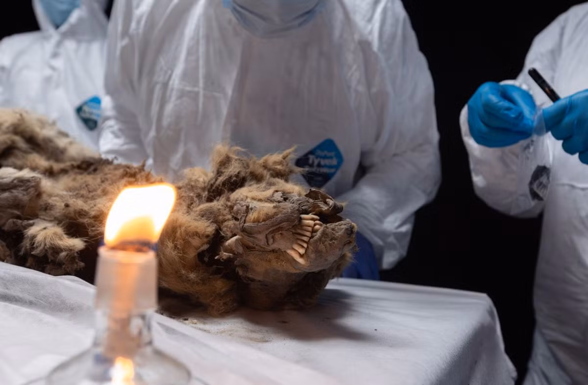 “Ngoài ra, chúng tôi đã chọn một răng tiền hàm để xác định tuổi sinh học của con vật. Đánh giá qua độ mòn của răng và sự phát triển của gờ xương hàm, chúng tôi có thể kết luận rằng, đây là một con sói đực trưởng thành”, Maxim Cheprasov, người đứng đầu phòng thí nghiệm tại Bảo tàng Voi ma mút thuộc Đại học Liên bang Đông Bắc MKAmmosov, cho biết thêm. Ảnh: @Đại học Liên bang Đông Bắc MKAmmosov.