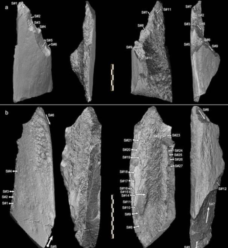 Các nhà nghiên cứu kết luận rằng, những công cụ này có khả năng được làm từ xương tươi lấy từ xác động vật to lớn chết vì nguyên nhân tự nhiên. Ảnh: @Hội đồng Nghiên cứu Quốc gia Tây Ban Nha.