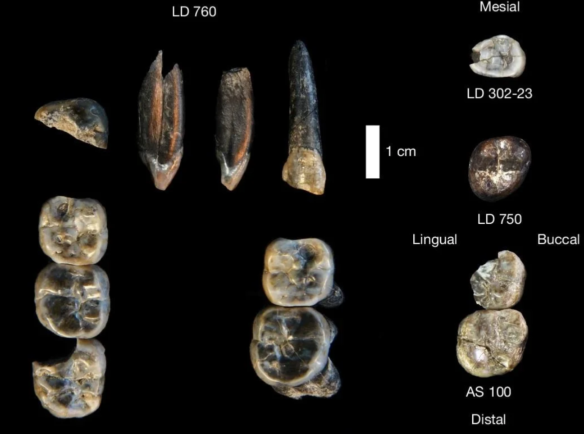 Hiện vẫn chưa rõ liệu chủng người Homo và Australopithecus có ăn cùng một loại thức ăn hay không, và liệu họ có cạnh tranh nhau về thức ăn ở vùng Afar của Ethiopia hay không. Ảnh: @Tiến sĩ Kaye Reed.