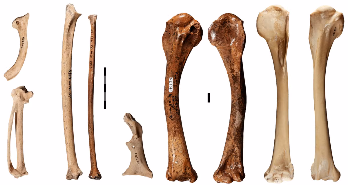 Các phương pháp, phân tích khảo cổ chuyên sâu trên mẫu hóa thạch này cho thấy, loài chim đại bàng cổ xưa này có kích thước tương tự như loài đại bàng đuôi nhọn (Aquila audax) còn tồn tại tới ngày nay, hoặc tương tự kích thước loài kền kền Úc đã tuyệt chủng (Cryptogyps lacertosus). Ảnh: @Đại học Flinders.