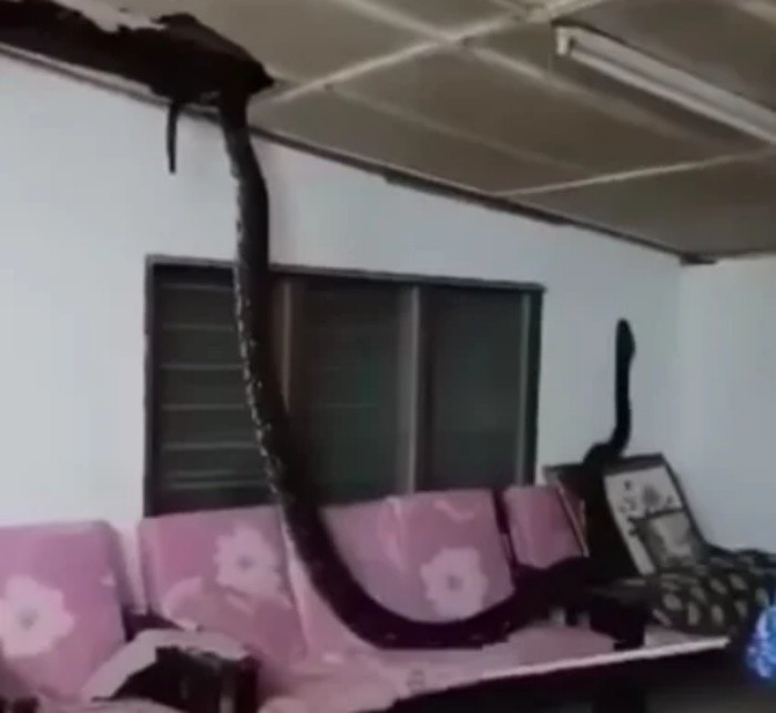 Các chuyên gia khuyến cáo người dân nên thường xuyên kiểm tra, bịt kín các khe hở, lỗ hổng trong nhà, phát quang bụi rậm xung quanh để giảm thiểu nguy cơ chạm trán với những vị khách không mời mà đến đầy nguy hiểm này.