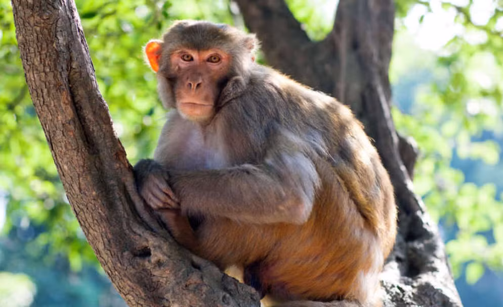 Điều này cho thấy, con khỉ này đã được thuần hóa và được chôn cất theo nghi lễ, giống như con người. Ảnh: @Cơ Quan Cổ Vật Iran.