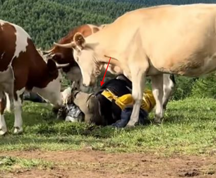 Những con bò bất ngờ nổi giận, quay lại tấn công nhóm du khách, dùng sức mạnh của mình để húc, rượt đuổi và thậm chí giẫm gãy cả cây gậy leo núi của một người trong nhóm. May mắn thay, không có ai bị thương nặng trong vụ việc.