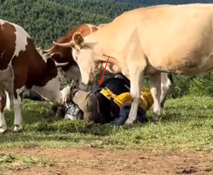 Những con bò bất ngờ nổi giận, quay lại tấn công nhóm du khách, dùng sức mạnh của mình để húc, rượt đuổi và thậm chí giẫm gãy cả cây gậy leo núi của một người trong nhóm. May mắn thay, không có ai bị thương nặng trong vụ việc.